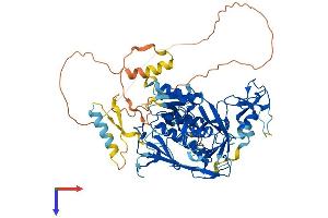 Deltex Homolog 4 Protein (AA 1-619) (His tag)