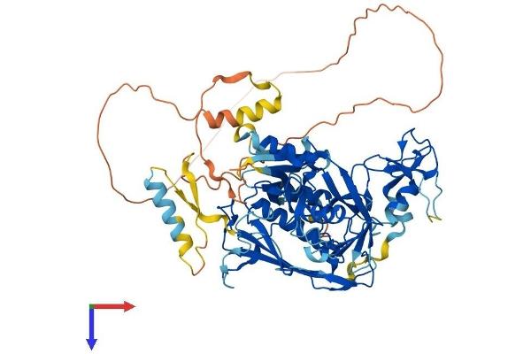 Deltex Homolog 4 Protein (AA 1-619) (His tag)