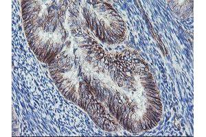 Immunohistochemistry (IHC) image for anti-Dystrobrevin, beta (DTNB) antibody (ABIN1497914) (Dystrobrevin beta Antikörper)