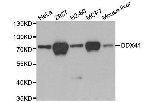 Western blot analysis of extracts of various cell lines, using DDX41 antibody. (DDX41 Antikörper)