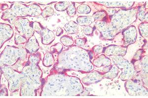 Immunohistochemistry staining of human placenta (paraffin-embedded sections) with anti-BCL2 (Bcl-2/100), 10 μg/mL. (Bcl-2 Antikörper  (AA 41-54))