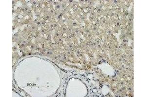 Expression of AQP9 in rat liverImmunohistochemical staining of rat liver paraffin embedded sections using Anti-Aquaporin 9 Antibody (ABIN7042945 and ABIN7045206) (1:100).