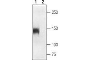 Western blot analysis of rat skeletal muscle: - 1. (CACNA1S Antikörper  (2nd Extracellular Loop, Domain 4))