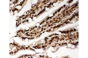 IHC-P testing of rat intestine tissue (Lamin A/C Antikörper  (AA 481-646))