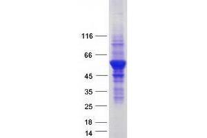 VPS4A Protein (Myc-DYKDDDDK Tag)