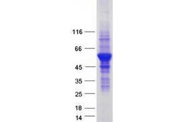 VPS4A Protein (Myc-DYKDDDDK Tag)