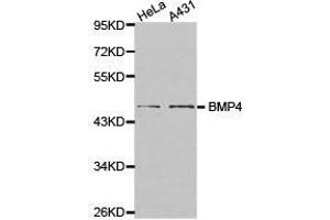 Western Blotting (WB) image for anti-Bone Morphogenetic Protein 4 (BMP4) antibody (ABIN1871316) (BMP4 Antikörper)
