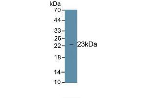 Detection of Recombinant PRDX1, Rat using Polyclonal Antibody to Peroxiredoxin 1 (PRDX1) (Peroxiredoxin 1 Antikörper)