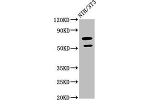 Western Blot Positive WB detected in: NIH/3T3 whole cell lysate All lanes: GDF5 antibody at 2.