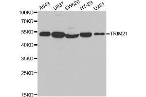 Western blot analysis of extracts of various cell lines, using TRIM21 antibody. (TRIM21 Antikörper  (AA 80-330))