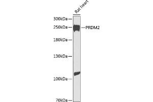 Western blot analysis of extracts of rat heart, using PRDM2 antibody  at 1:1000 dilution. (PRDM2 Antikörper  (AA 1-240))