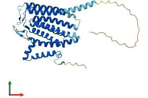 Protein Structure (PS) image for Translocation Associated Membrane Protein 2 (TRAM2) (AA 1-370) protein (His tag) (ABIN7544742)