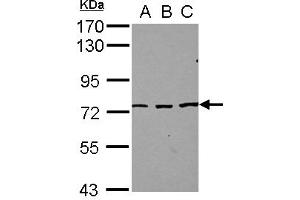 Western Blotting (WB) image for anti-Splicing Regulatory Glutamine/lysine-Rich Protein 1 (SREK1) (AA 274-463) antibody (ABIN1501124) (SFRS12 Antikörper  (AA 274-463))