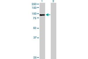 Western Blot analysis of MST1 expression in transfected 293T cell line by MST1 MaxPab polyclonal antibody. (MST1 Antikörper  (AA 1-711))