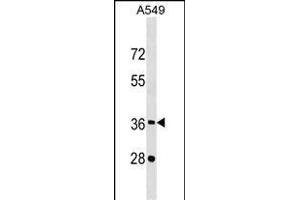 CREBZF Antibody (C-term) (ABIN1537025 and ABIN2849161) western blot analysis in A549 cell line lysates (35 μg/lane).