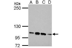 WB Image Sample (30 ug of whole cell lysate) (FBLN2 Antikörper  (N-Term))