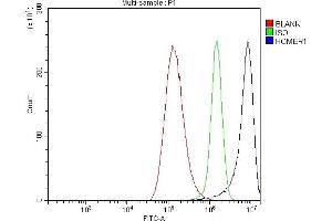 Flow Cytometry analysis of A549 cells using anti-HOMER1 antibody (ABIN7599982). (HOMER1 Antikörper  (AA 135-354))