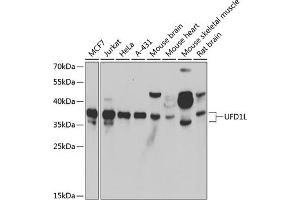 Western blot analysis of extracts of various cell lines, using UFD1L antibody (ABIN6128890, ABIN6149889, ABIN6149890 and ABIN6222526) at 1:1000 dilution. (UFD1L Antikörper  (AA 1-307))