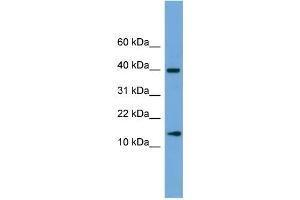 Western Blotting (WB) image for anti-ATPase, H+ Transporting, Lysosomal 13kDa, V1 Subunit G2 (ATP6V1G2) (Middle Region) antibody (ABIN2787359)