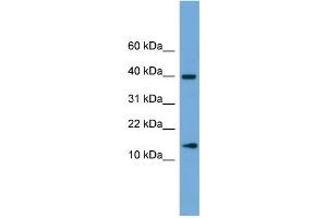 WB Suggested Anti-ATP6V1G2 Antibody Titration: 0. (ATP6V1G2 Antikörper  (Middle Region))