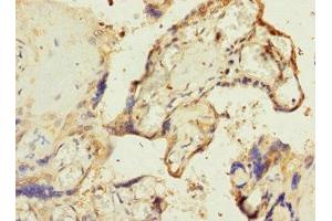 Immunohistochemistry of paraffin-embedded human placenta tissue using ABIN7168157 at dilution of 1:100