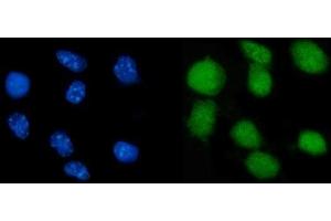 IF analysis of Nr0b2 using anti-Nr0b2 antibody (ABIN7601993).
