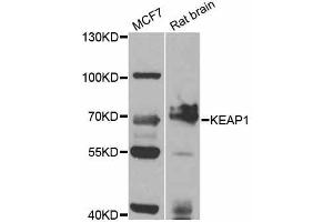Western blot analysis of extracts of various cell lines, using KEAP1 antibody (ABIN5998062) at 1/1000 dilution. (KEAP1 Antikörper)