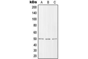 Western Blotting (WB) image for anti-Solute Carrier Family 39 (Zinc Transporter), Member 7 (SLC39A7) (Center) antibody (ABIN7297328)