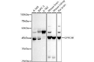 Western blot analysis of extracts of various cell lines, using GPRC5B antibody (ABIN7267316) at 1:500 dilution. (GPRC5B Antikörper)