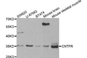 Western blot analysis of extracts of various cell lines, using CNTFR antibody. (CNTF Receptor alpha Antikörper  (AA 190-340))