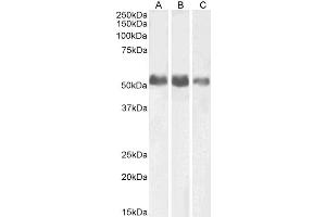 ABIN5539470 (0. (ALPL Antikörper  (AA 42-53))