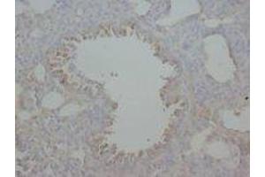 Image no. 1 for anti-Advanced Glycosylation End Product-Specific Receptor (AGER) (N-Term) antibody (ABIN1494120) (RAGE Antikörper  (N-Term))