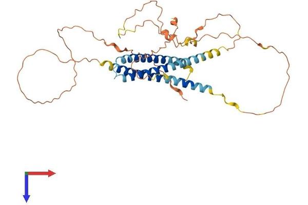 C19orf46 Protein (AA 1-388) (His tag)