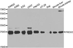 Western blot analysis of extracts of various cell lines, using PRDX3 antibody (ABIN5971574) at 1/500 dilution.