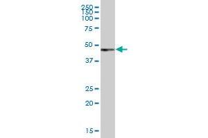 PAX6 MaxPab polyclonal antibody. (PAX6 Antikörper  (AA 1-422))