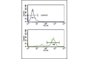 ETV6 Antibody (N-term) (ABIN652863 and ABIN2842561) flow cytometry analysis of K562 cells (bottom histogram) compared to a negative control cell (top histogram). (ETV6 Antikörper  (N-Term))