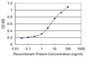 Detection limit for recombinant GST tagged PCDHB11 is 0. (PCDHB11 Antikörper  (AA 27-126))