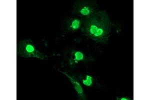 Anti-LENG1 mouse monoclonal antibody (ABIN2454706) immunofluorescent staining of COS7 cells transiently transfected by pCMV6-ENTRY LENG1 (RC204931). (Leng1 Antikörper)
