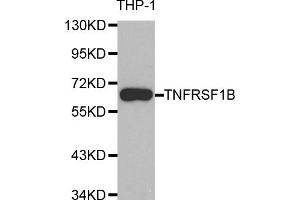 Western blot analysis of extracts of THP-1 cells, using TNFRSF1B antibody (ABIN5970147) at 1/1000 dilution. (TNFRSF1B Antikörper)
