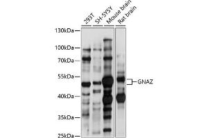 Western blot analysis of extracts of various cell lines, using GNAZ antibody (ABIN7267540) at 1:1000 dilution. (GNaZ Antikörper  (AA 250-350))