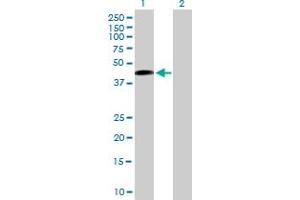 Western Blot analysis of SAV1 expression in transfected 293T cell line by SAV1 MaxPab polyclonal antibody. (SAV1 Antikörper  (AA 1-383))