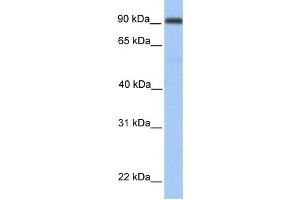 Western Blotting (WB) image for anti-Membrane Metallo-Endopeptidase-Like 1 (MMEL1) antibody (ABIN2459369)