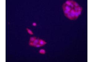 Immunofluorecence staining of GPC3 antibody on HepG2 cells. (Glypican 3 Antikörper  (AA 529-560))
