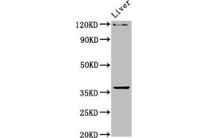 Western Blot Positive WB detected in: Rat liver tissue All lanes: USF2 antibody at 4. (USF2 Antikörper  (AA 21-162))