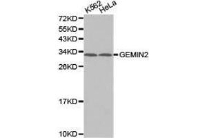 Western Blotting (WB) image for anti-Gem (Nuclear Organelle) Associated Protein 2 (GEMIN2) antibody (ABIN1872798) (SIP1 Antikörper)
