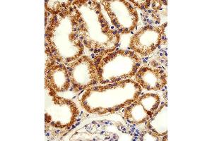 Immunohistochemical analysis of paraffin-embedded H. (ADRA1D Antikörper  (N-Term))