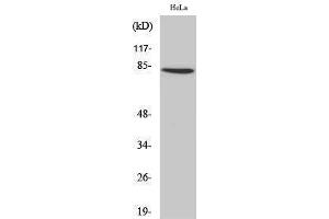 Western Blotting (WB) image for anti-Zinc Finger Protein 225 (ZNF225) (C-Term) antibody (ABIN3187544) (ZNF225 Antikörper  (C-Term))