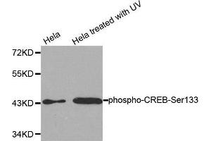 Western Blotting (WB) image for anti-cAMP Responsive Element Binding Protein 1 (CREB1) (pSer133) antibody (ABIN3020163) (CREB1 Antikörper  (pSer133))
