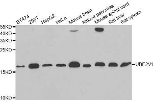 Western blot analysis of extracts of various cell lines, using UBE2V1 antibody (ABIN5973735) at 1/1000 dilution. (UBE2V1 Antikörper)