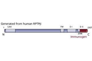 Image no. 1 for anti-Protein tyrosine Phosphatase, Receptor-Type, Z Polypeptide 1 (PTPRZ1) (AA 2098-2307) antibody (ABIN967799)